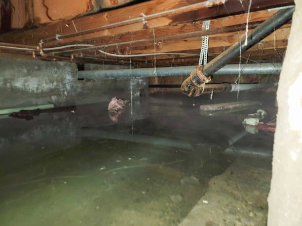 Best Professional water damage repair  in Upper Lake, CA